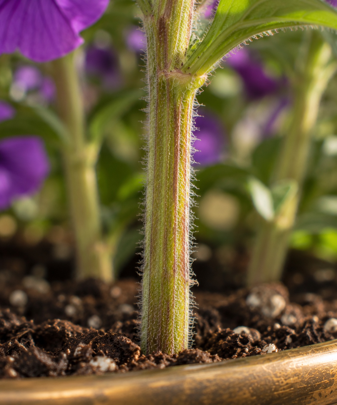 Close detail of the thick stem of the Monaliza flower